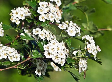 The hawthorn - Hawthorn is known as an herb for the physical heart. Hawthorn use can improve the oxygen utilization of the heart as well as improve circulation and energize the cells of the heart (Easley & Horne, 2016). It is known to tonify and strengthen the heart muscle (Easley & Horne, 2016) acting as a cardiovascular trophorestorative (Tilgner, 2009).